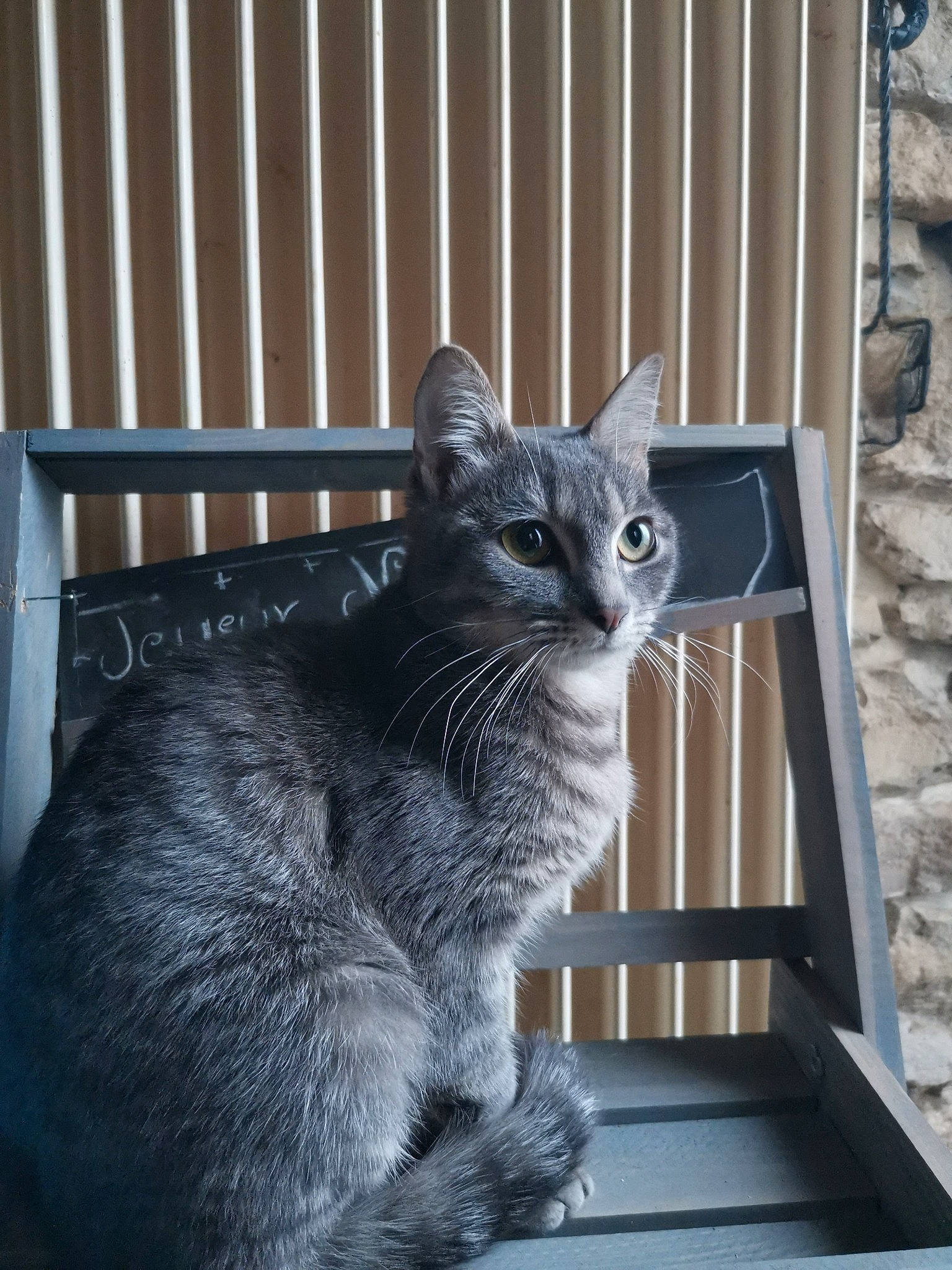 Cassy participe au concours pour gagner de l'argent avec cette photo : asian, british_semi_longhair, carnivore, cat, chartreux, domestic_short_haired_cat, dragon_li, egyptian_mau, european_shorthair, felidae, german_rex, kitten, korat, mammal, nebelung, polydactyl_cat, russian_blue, small_to_medium_sized_cats, tabby_cat, whiskers