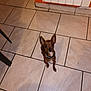dog, small_dog, brown_dog, tile_floor, indoor, pet, looking_up, ears, collar, floor_tiles, wall, radiator, curious, animal, companion, domestic, cute, standing, home, alert