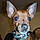 Mylo