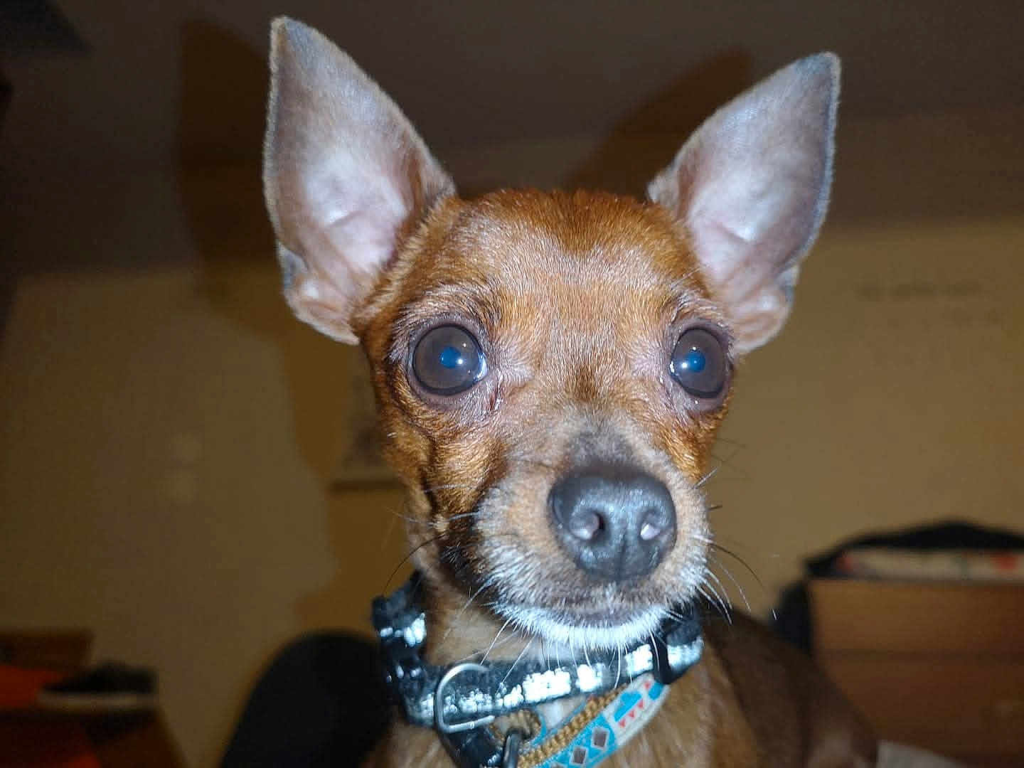 Mylo participe au concours pour gagner de l'argent avec cette photo : dog, pet, close_up, indoor, collar, ears, animal, brown, cute, face, portrait, small_dog, looking, whiskers, fur, domestic_animal, canine, nose, alert, companion