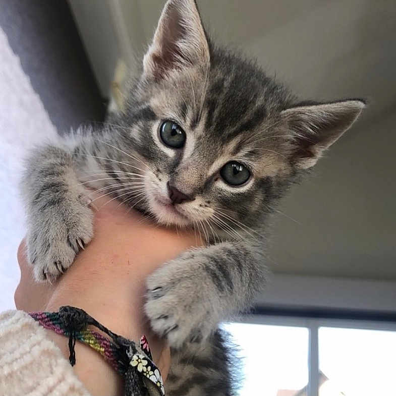 Paco