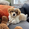 puppy, dog, couch, pillow, orange_pillow, gray_couch, stuffed_toy, indoor, window, curious, fluffy, pet, animal, cozy, relaxing, home, soft_toy, fur, cute, background