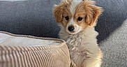 Barné a rejoint le concours — aidez-le/la à gagner de superbes lots ! beige, couch, cozy, cute, dog, dog_bed, fabric, fur, gray, home, indoor, pet, plush_toy, puppy, relaxing, small_dog, sunlight, toy, tree, window