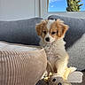 puppy, dog, plush_toy, couch, dog_bed, window, tree, sunlight, indoor, cozy, pet, fur, cute, small_dog, toy, fabric, gray, beige, relaxing, home