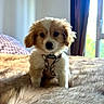 puppy, dog, pet, indoor, bed, blanket, furry, harness, cute, small_dog, window, sunlight, cozy, fur, animal, young_dog, domestic_animal, canine, soft_texture, curtain
