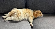 Barné a rejoint le concours — aidez-le/la à gagner de superbes lots ! dog, puppy, sleeping, couch, gray_couch, furniture, indoor, pet, cozy, resting, fur, small_dog, light, window, relaxation, home, cute, animal, fluffy, peaceful