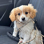 Barné a rejoint le concours — aidez-le/la à gagner de superbes lots ! puppy, dog, car_seat, leash, harness, fluffy, cute, pet, animal, young, sitting, indoors, fur, ears, nose, eyes, seat_belt, restraint, companion, domestic_animal