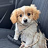 puppy, dog, car_seat, leash, harness, fluffy, cute, pet, animal, young, sitting, indoors, fur, ears, nose, eyes, seat_belt, restraint, companion, domestic_animal