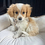 Barné participe au concours pour gagner de l'argent avec cette photo : puppy, dog, pet, cute, fluffy, white, brown, cushion, soft, indoor, young, small, animal, fur, face, ears, sitting, looking, adorable, cozy
