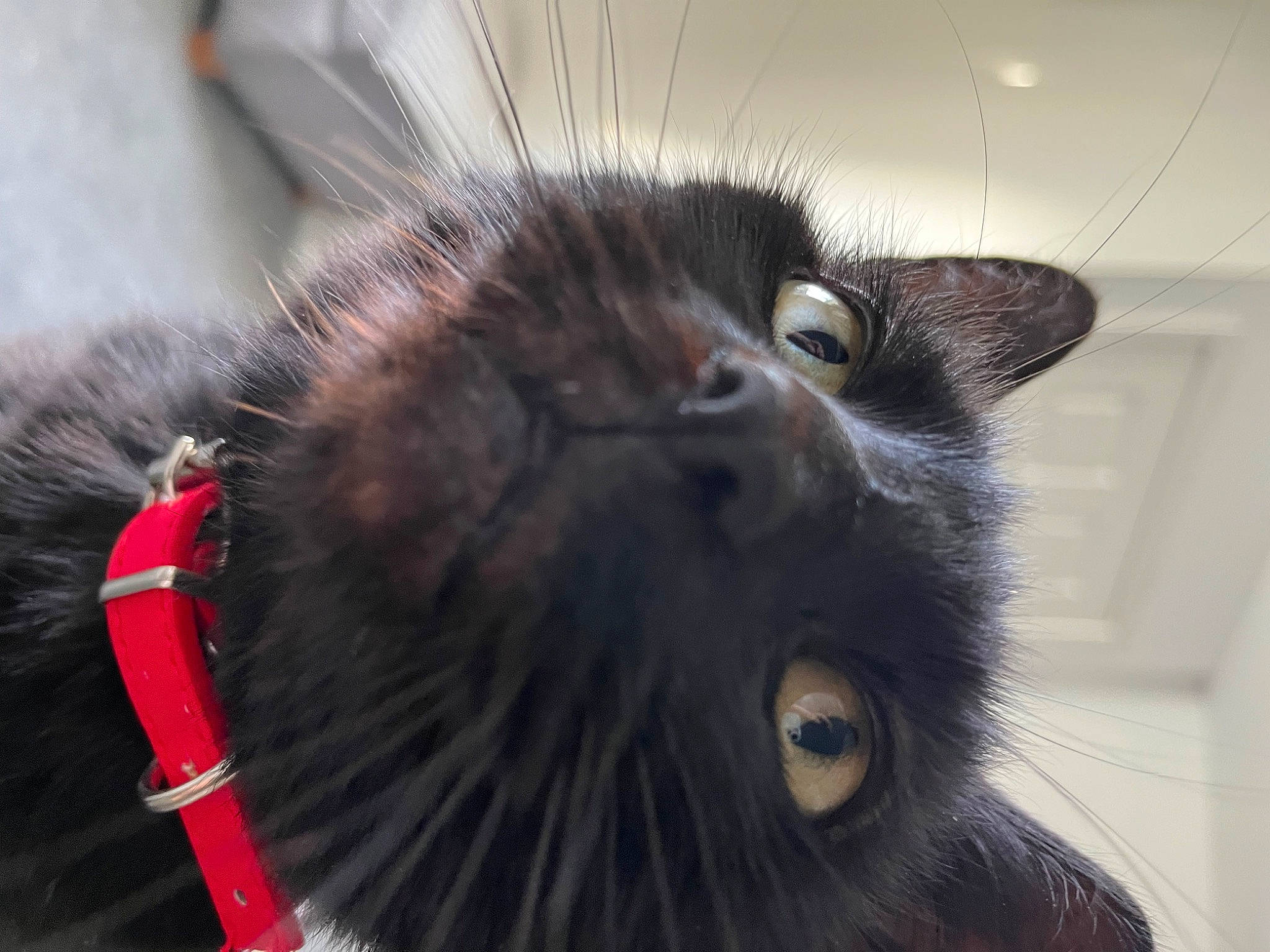 Benii joined the competition — help win amazing prizes! animal_shelter, black_cat, carnivore, cat, claw, close_up, domestic_short_haired_cat, ear, eye, felidae, fur, grey, hair, paw, small_to_medium_sized_cats, snout, tail, terrestrial_animal, whiskers, wildlife