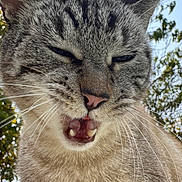 Leon participe au concours pour gagner de l'argent avec cette photo : cat, tabby_cat, animal, pet, whiskers, fur, outdoor, nature, greenery, leaf, sky, daylight, closeup, face, mouth_open, teeth, ears, expression, funny, animal_portrait