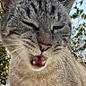 cat, tabby_cat, animal, pet, whiskers, fur, outdoor, nature, greenery, leaf, sky, daylight, closeup, face, mouth_open, teeth, ears, expression, funny, animal_portrait
