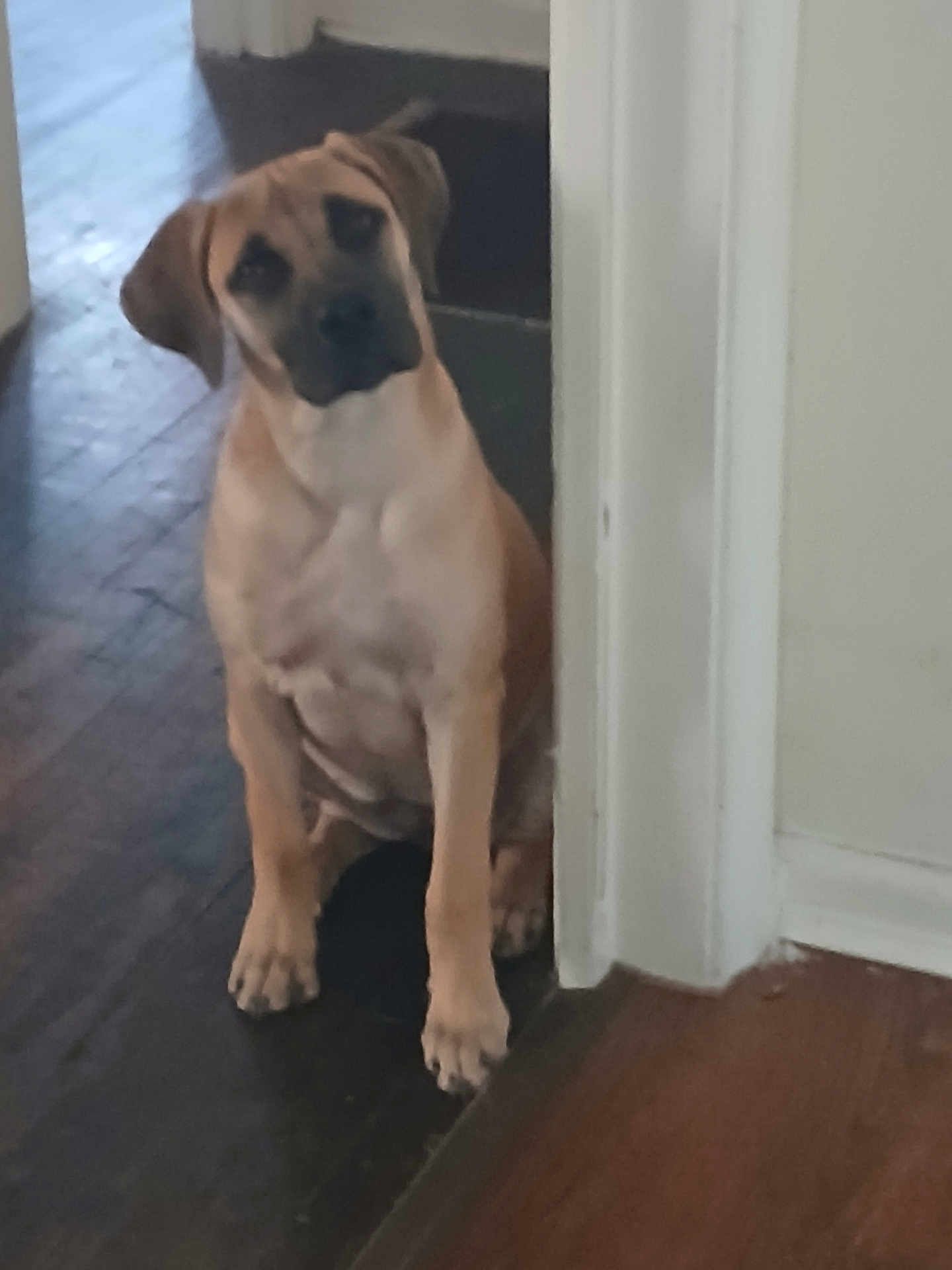 Mollie joined the competition — help win amazing prizes! dog, tan_dog, pet, indoor, wooden_floor, doorway, curious, sitting, head_tilt, canine, animal, floor, house, wall, ears, paw, domestic_animal, companion, cute, expression