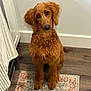 dog, curly_fur, brown_dog, pet, indoor, kitchen, rug, wooden_floor, head_tilt, cute, animal, canine, companion, domestic, portrait, sitting, floor, curious, fluffy, friendly