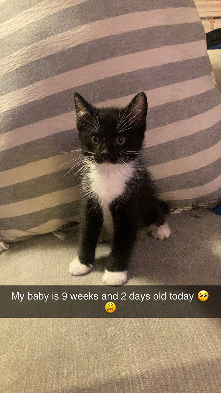 Mittens joined the competition — help win amazing prizes! automotive_tire, black_cat, carnivore, cat, comfort, domestic_short_haired_cat, felidae, font, fur, grey, paw, photo_caption, screenshot, small_to_medium_sized_cats, snout, square, tail, terrestrial_animal, tints_and_shades, whiskers