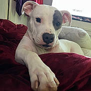 Elli is registered to the contest to win money with this photo: dog, white_dog, paw, blanket, red_blanket, indoor, resting, pet, cute, closeup, canine, fur, relaxed, animal, bed, cozy, ear, snout, black_patch, comfortable