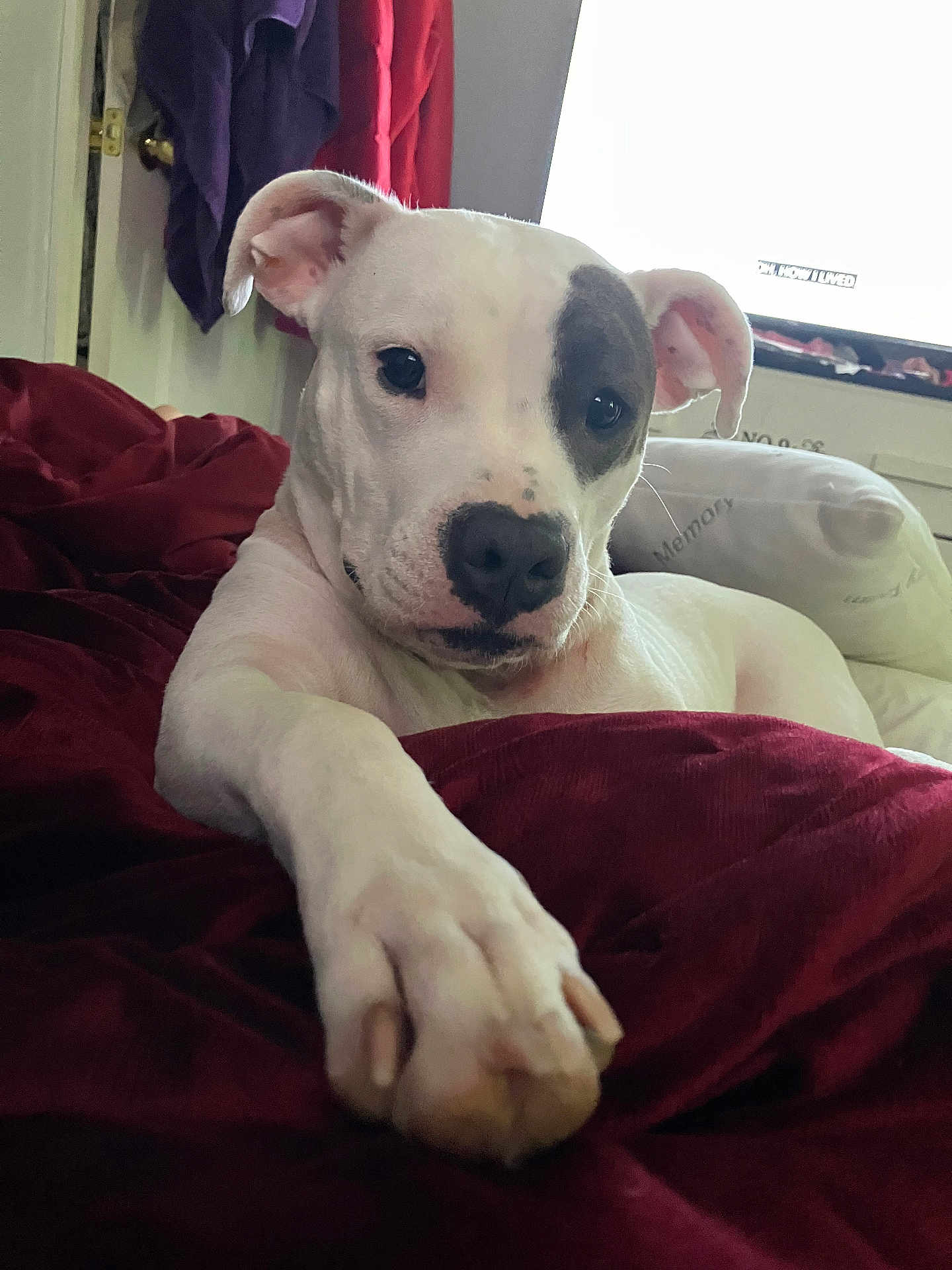 Elli