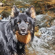Stan participe au concours pour gagner de l'argent avec cette photo : animal, black, branch, brown, canine, dog, ears, eyes, flowing_water, forest, fur, moss, nature, outdoor, rocks, snout, stream, sunlight, water, wet
