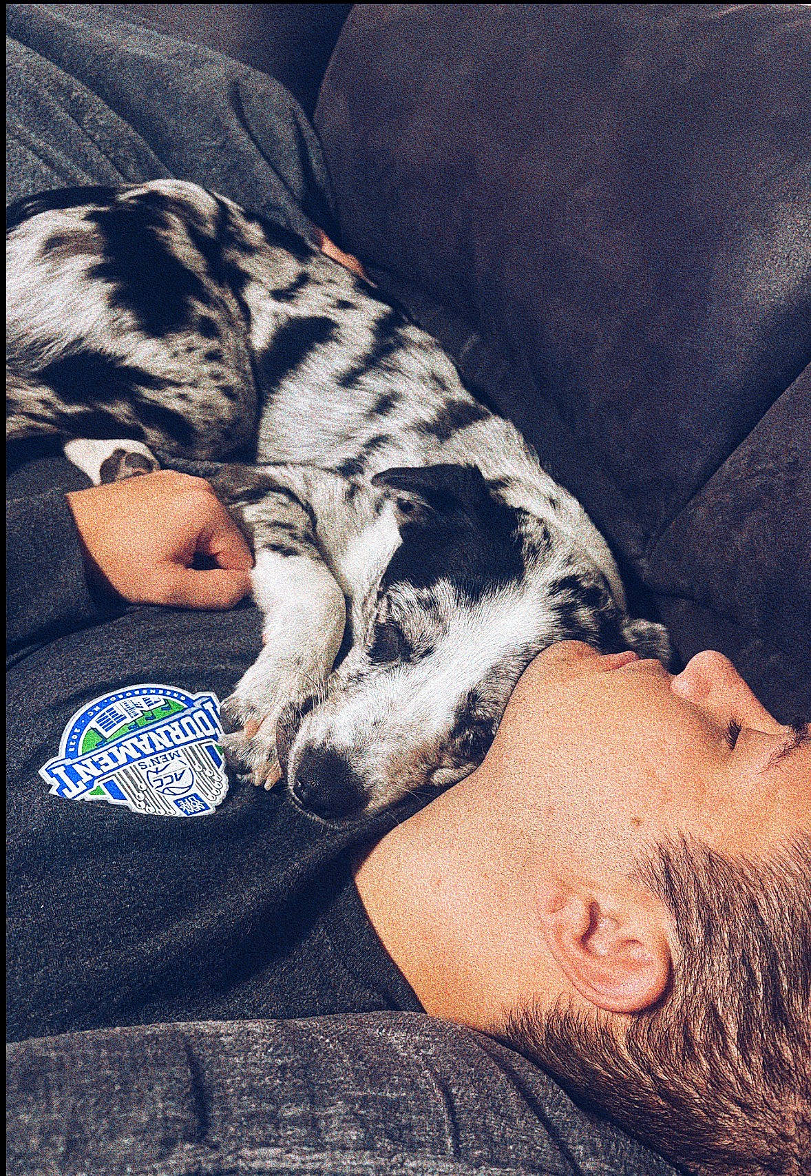 Drax joined the competition — help win amazing prizes! carnivore, cloud, comfort, companion_dog, cool, couch, dog, fawn, felidae, fur, human, human_leg, linens, mammal, pattern, sky, small_to_medium_sized_cats, sporting_group, textile, vertebrate