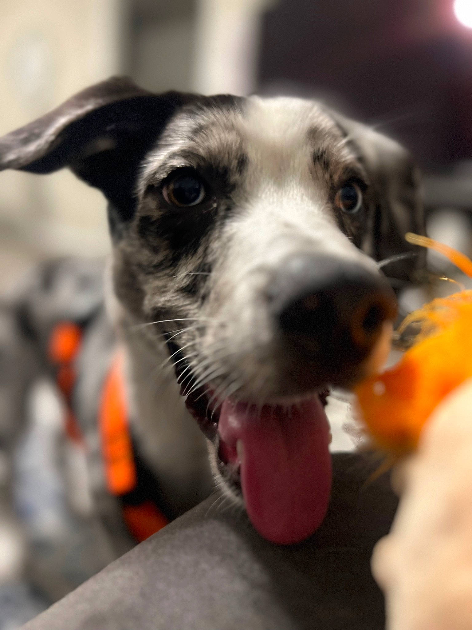 Drax is registered to the contest to win money with this photo: australian_cattle_dog, canidae, carnivore, cloud, collar, companion_dog, dog, dog_breed, dog_collar, fur, guard_dog, non_sporting_group, paw, puppy, snout, sporting_group, street_dog, whiskers, working_animal, working_dog