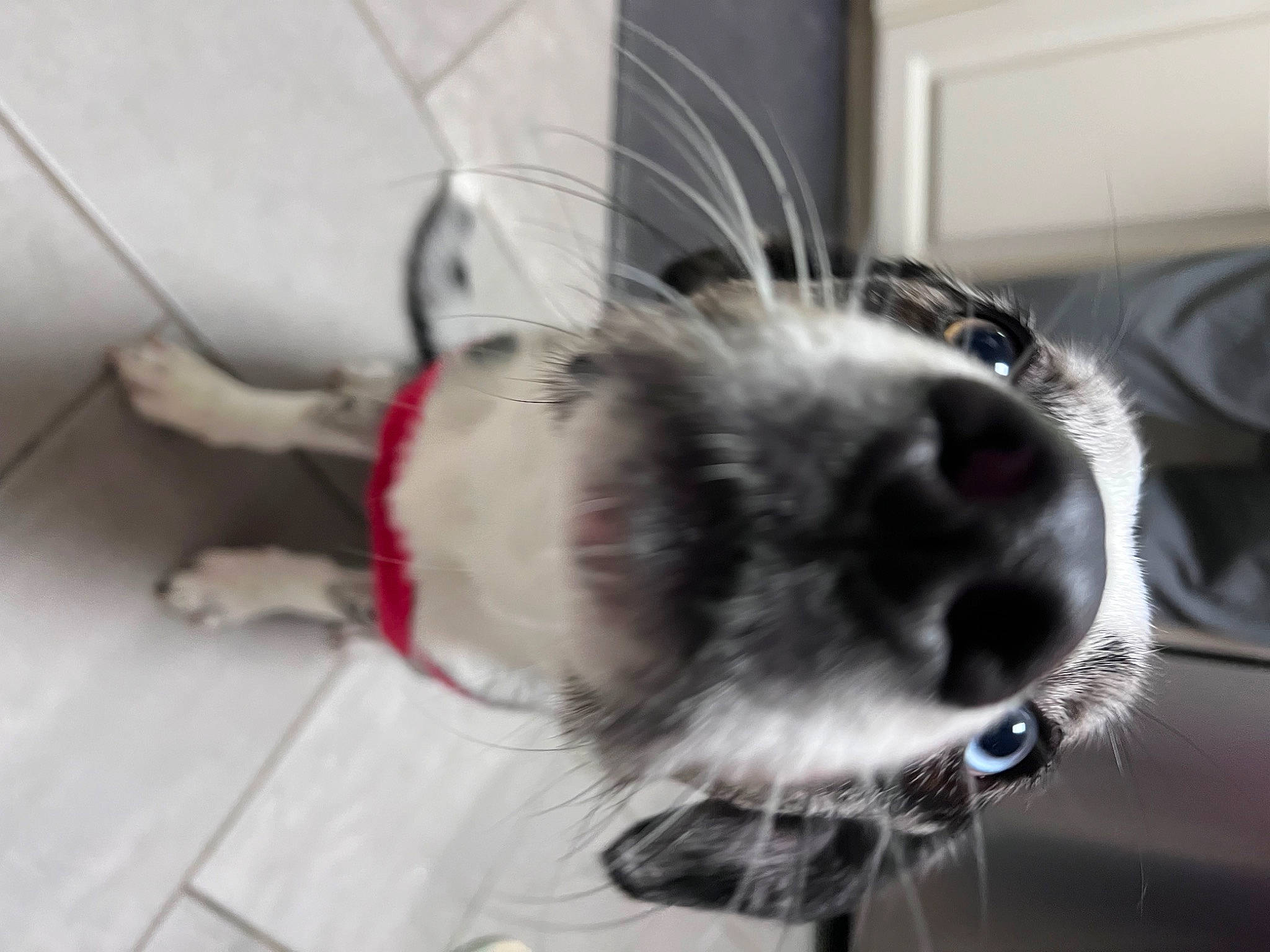 Drax joined the competition — help win amazing prizes! canidae, carnivore, claw, collar, companion_dog, dog_breed, ear, fawn, felidae, flooring, fur, non_sporting_group, paw, puppy, small_to_medium_sized_cats, snout, sporting_group, tail, whiskers, working_animal