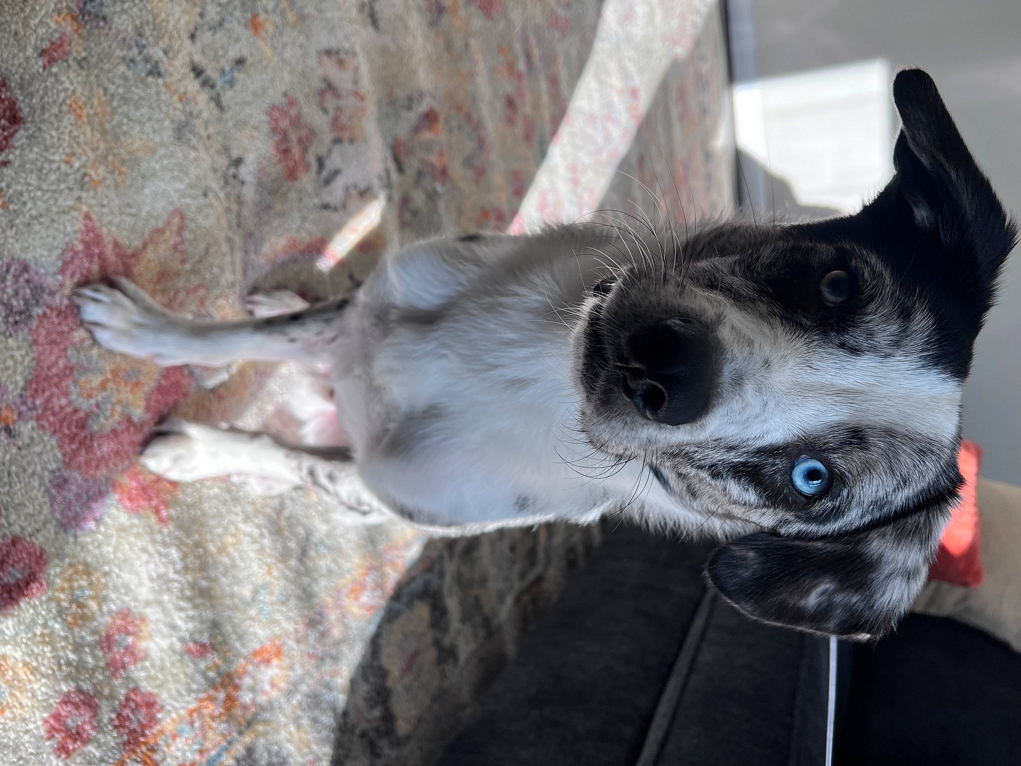 Drax joined the competition — help win amazing prizes! canidae, carnivore, collar, companion_dog, dog, dog_breed, dog_collar, dog_supply, ear, fawn, fur, grey, jaw, mammal, non_sporting_group, sporting_group, terrestrial_animal, whiskers, working_animal, working_dog