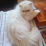 Mireille Vandaelen participe au concours pour gagner de l'argent avec cette photo : animal, cat, checkered_cloth, cozy, domestic, ears, face, floor, fluffy, fur, indoor, paw, persian_cat, pet, relaxed, resting, table, tile_floor, white_fur, wooden_surface