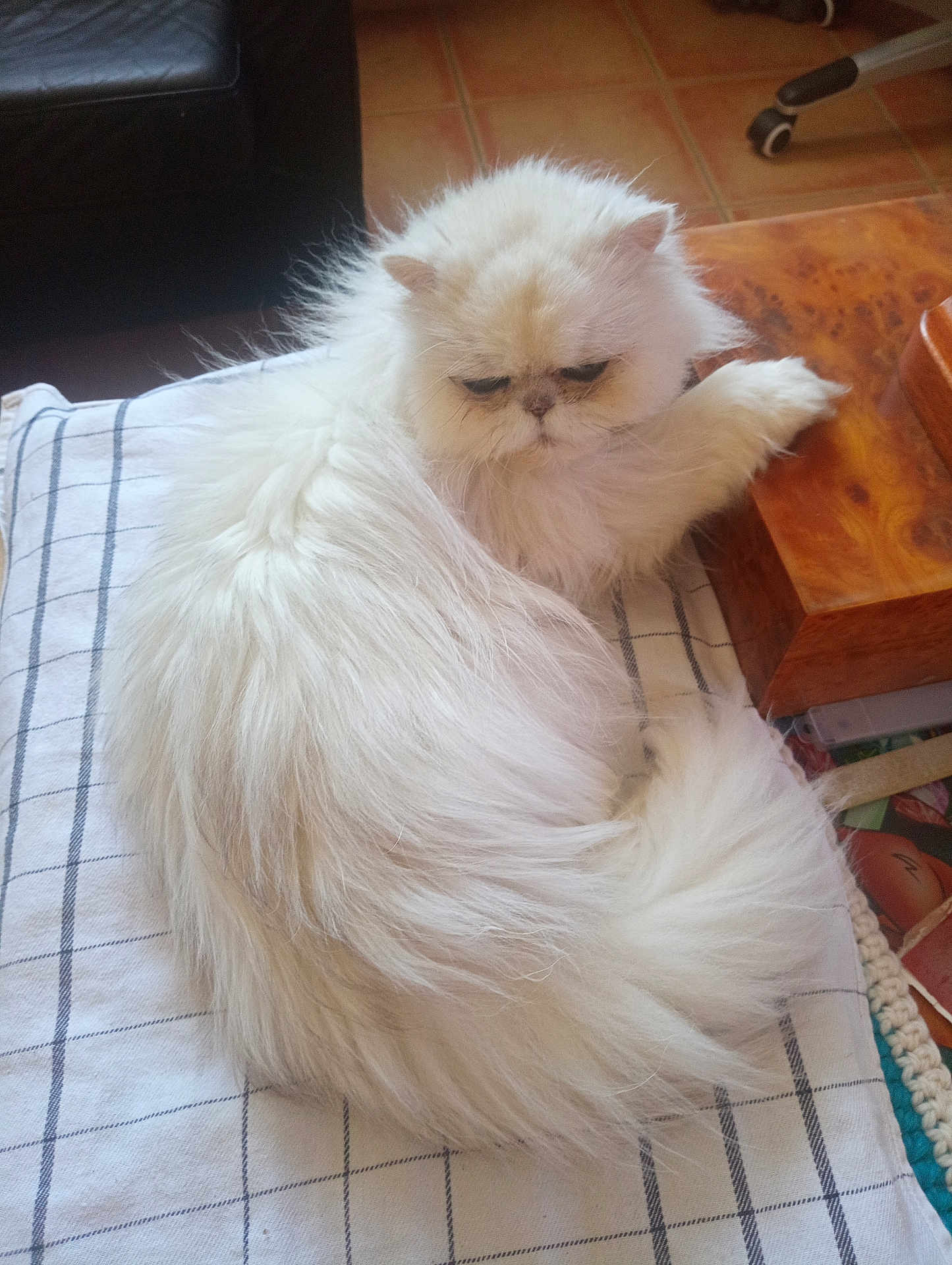 Mireille Vandaelen participe au concours pour gagner de l'argent avec cette photo : animal, cat, checkered_cloth, cozy, domestic, ears, face, floor, fluffy, fur, indoor, paw, persian_cat, pet, relaxed, resting, table, tile_floor, white_fur, wooden_surface
