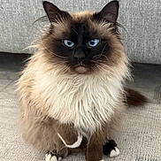Grandpa Nori joined the competition — help win amazing prizes! animal, blue_eyes, brown_fur, carpet, cat, closeup, couch, dark_face, domestic_animal, ears, feline, fluffy_fur, grey_furniture, indoor, pet, portrait, sitting, tail, whiskers, white_paws