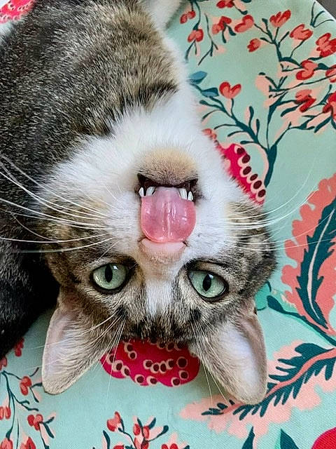 Obiwan participe au concours pour gagner de l'argent avec cette photo : carnivore, cat, close_up, domestic_short_haired_cat, fang, felidae, fur, grass, mammal, moustache, nose, pattern, paw, petal, photo_caption, plant, small_to_medium_sized_cats, snout, vertebrate, whiskers