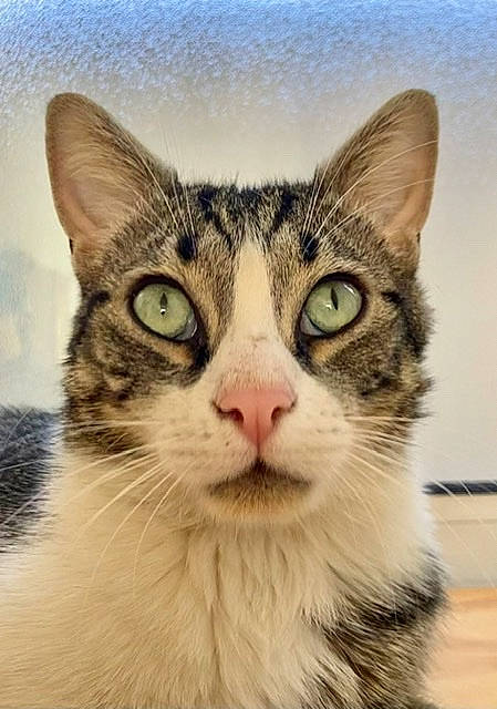 Obiwan a rejoint le concours — aidez-le/la à gagner de superbes lots ! art, box, carnivore, cat, domestic_short_haired_cat, felidae, fur, paint, painting, paw, rectangle, small_to_medium_sized_cats, snout, symmetry, visual_arts, whiskers, window