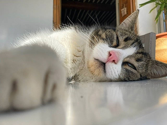 Obiwan participe au concours pour gagner de l'argent avec cette photo : carnivore, cat, cat_supply, claw, comfort, domestic_short_haired_cat, eye, felidae, flowerpot, fur, houseplant, nap, paw, plant, sleep, small_to_medium_sized_cats, snout, tail, whiskers