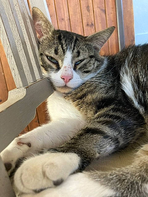 Obiwan participe au concours pour gagner de l'argent avec cette photo : carnivore, cat, claw, domestic_short_haired_cat, ear, felidae, foot, fur, leg, paw, sitting, small_to_medium_sized_cats, snout, tail, terrestrial_animal, whiskers, window