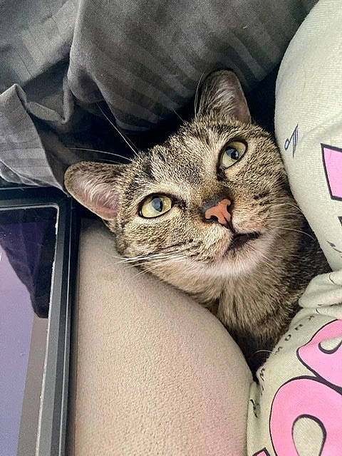 Diana participe au concours pour gagner de l'argent avec cette photo : carnivore, cat, claw, comfort, domestic_short_haired_cat, ear, eyewear, felidae, fur, glasses, nap, paw, sleep, small_to_medium_sized_cats, snout, square, tail, whiskers