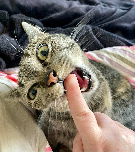 Diana participe au concours pour gagner de l'argent avec cette photo : bed, carnivore, cat, claw, comfort, domestic_short_haired_cat, ear, felidae, fur, mammal, nail, nap, paw, small_to_medium_sized_cats, snout, tail, vertebrate, whiskers, wildlife