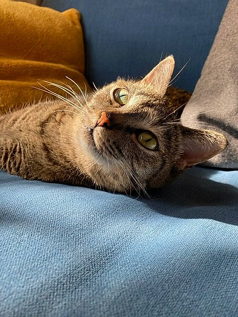 Diana participe au concours pour gagner de l'argent avec cette photo : bed, carnivore, cat, claw, comfort, domestic_short_haired_cat, eye, fawn, felidae, fur, grey, linens, nap, paw, sleep, small_to_medium_sized_cats, snout, terrestrial_animal, whiskers
