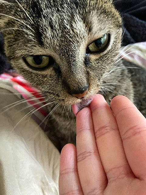 Diana participe au concours pour gagner de l'argent avec cette photo : carnivore, cat, claw, close_up, domestic_short_haired_cat, eye, eyelash, felidae, finger, fur, grass, hair, hand, head, nail, small_to_medium_sized_cats, snout, terrestrial_animal, thumb, whiskers