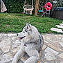 Valky participe au concours pour gagner de l'argent avec cette photo : dog, siberian_husky, pet, animal, outdoor, grass, patio, stone_floor, fence, tree, chair, hanging_chair, garden, tongue_out, fluffy, collar, daylight, relaxed, nature, backyard