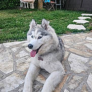 Valky a rejoint le concours — aidez-le/la à gagner de superbes lots ! dog, husky, blue_eyes, tongue_out, stone_patio, grass, garden, outdoor, pet, canine, fur, happy, lying_down, collar, backyard, chair, hanging_chair, pool, tree, daylight