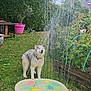 Valky participe au concours pour gagner de l'argent avec cette photo : dog, grass, garden, sprinkler, water, plant_pot, dog_house, greenery, outdoor, summer, playful, pet, backyard, nature, watering, flora, shower, fun, canine, daylight