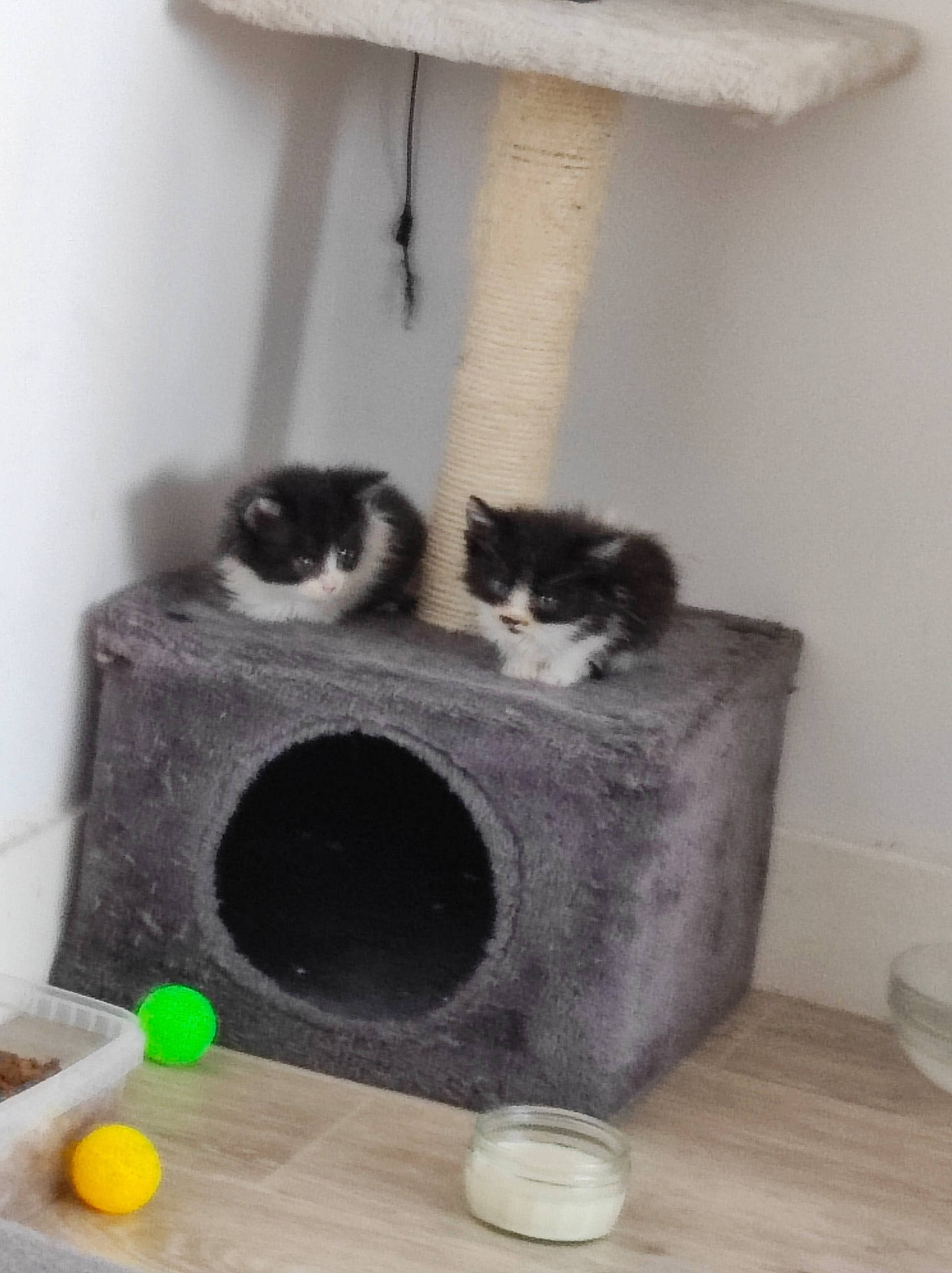 Louna participe au concours pour gagner de l'argent avec cette photo : carnivore, cat, cat_bed, cat_furniture, cat_supply, chair, domestic_short_haired_cat, felidae, flooring, fur, grey, hardwood, pet_supply, plastic, room, small_to_medium_sized_cats, tail, vertebrate, whiskers, wood