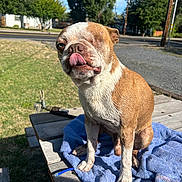 Loki is registered to the contest to win money with this photo: dog, one-eyed, tongue_out, brown_and_white, wet_fur, picnic_table, blue_towel, outdoor, sunny, grass, trees, house, sidewalk, road, fence, daytime, pet, canine, cute, tongue