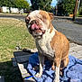 dog, one-eyed, tongue_out, brown_and_white, wet_fur, picnic_table, blue_towel, outdoor, sunny, grass, trees, house, sidewalk, road, fence, daytime, pet, canine, cute, tongue