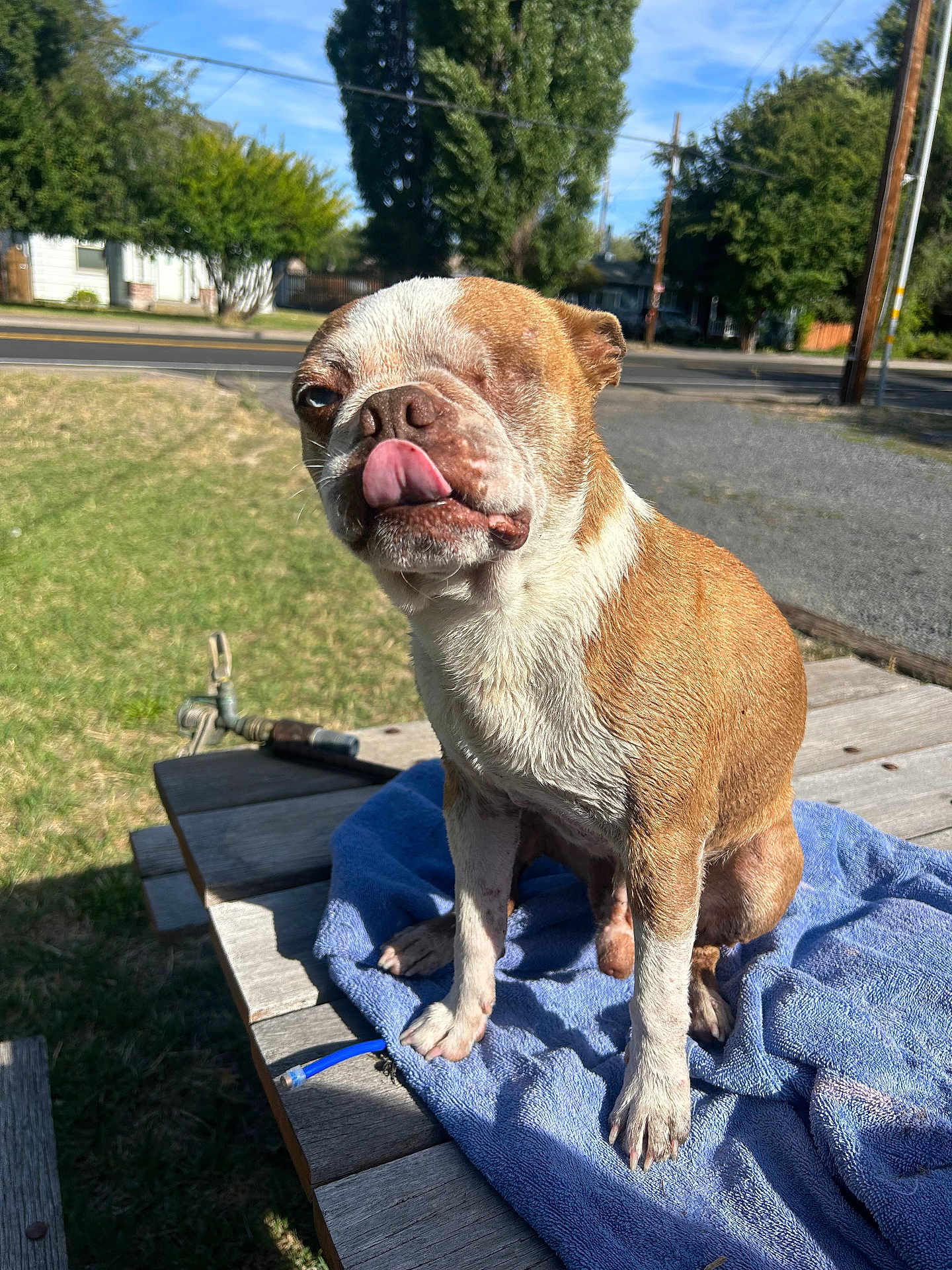 Loki is registered to the contest to win money with this photo: dog, one-eyed, tongue_out, brown_and_white, wet_fur, picnic_table, blue_towel, outdoor, sunny, grass, trees, house, sidewalk, road, fence, daytime, pet, canine, cute, tongue