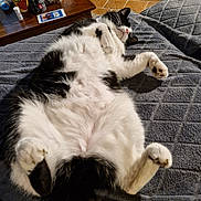 Félix a rejoint le concours — aidez-le/la à gagner de superbes lots ! cat, black_and_white, fluffy, pet, indoor, blanket, relaxed, sleeping, feline, cozy, paw, fur, table, wooden, cup, container, tile_floor, home, comfortable, resting