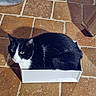 Félix participe au concours pour gagner de l'argent avec cette photo : cat, black_and_white, box, floor, tile, pet, animal, indoor, curious, cute, feline, whiskers, sitting, looking_up, small_box, domestic_cat, white_box, compact, resting, shadow