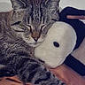 Bouboule a rejoint le concours — aidez-le/la à gagner de superbes lots ! cat, tabby_cat, sleeping, close_up, plush_toy, soft_toy, snuggling, cozy, fur, whiskers, relaxing, pet, indoor, resting, cute, animal, mammal, striped, face, paw