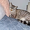 Bouboule a rejoint le concours — aidez-le/la à gagner de superbes lots ! cat, tabby, sleeping, cozy, blanket, pillow, indoor, pet, fur, striped, resting, cute, animal, domestic, relaxation, comfort, feline, soft, peaceful, home