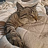 cat, tabby, sleeping, paw, blanket, cozy, indoor, furniture, couch, relaxing, pet, animal, fur, striped, whiskers, resting, soft, comfort, closeup, domestic