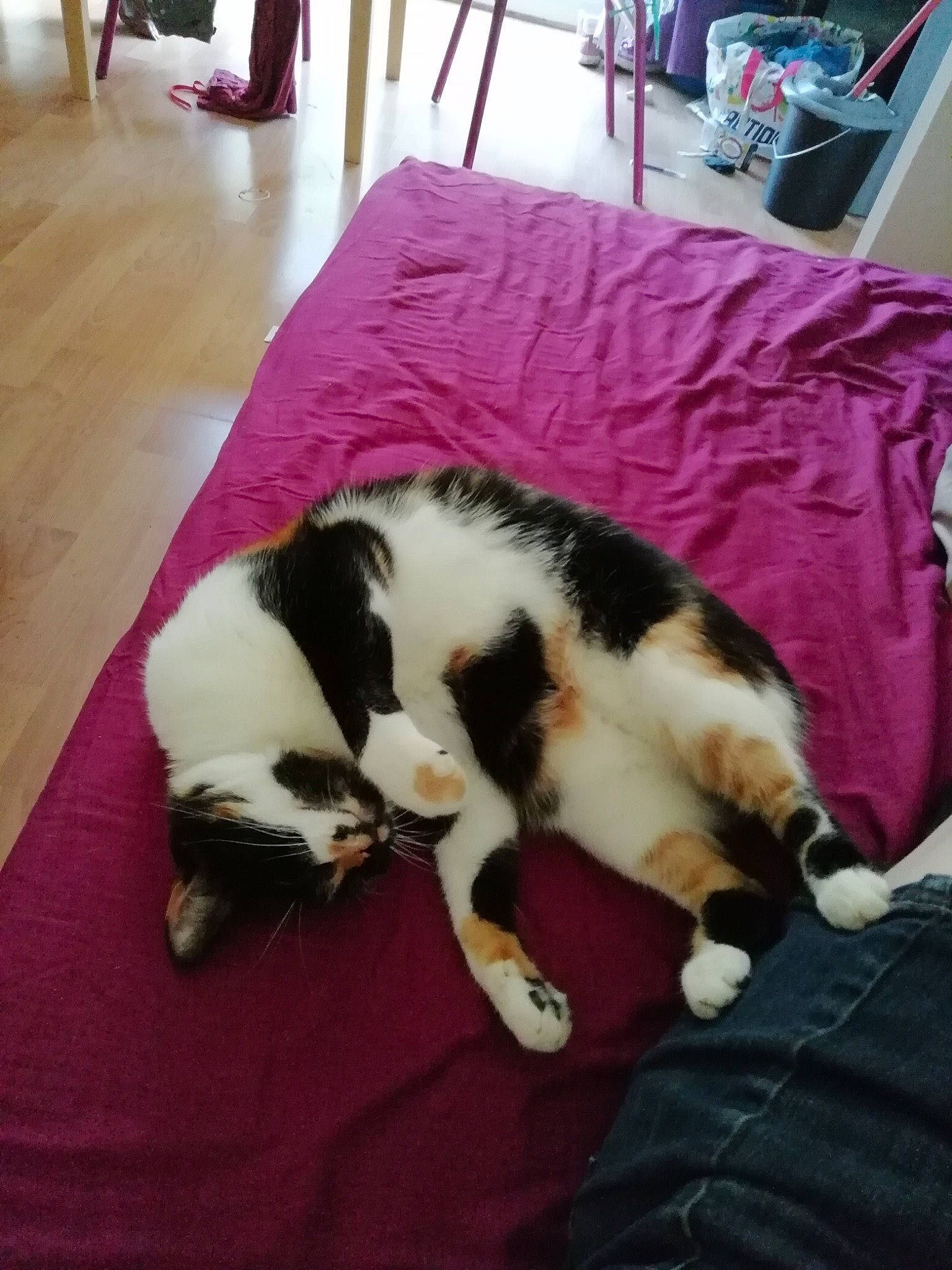 Freyja a rejoint le concours — aidez-le/la à gagner de superbes lots ! carnivoran, cat, cat_like_mammal, fur, kitten, small_to_medium_sized_cats, whiskers